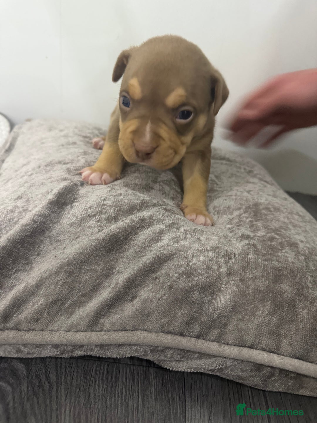 American Bully dogs for sale: Beautiful little pocket bullies for sale - Advert 25