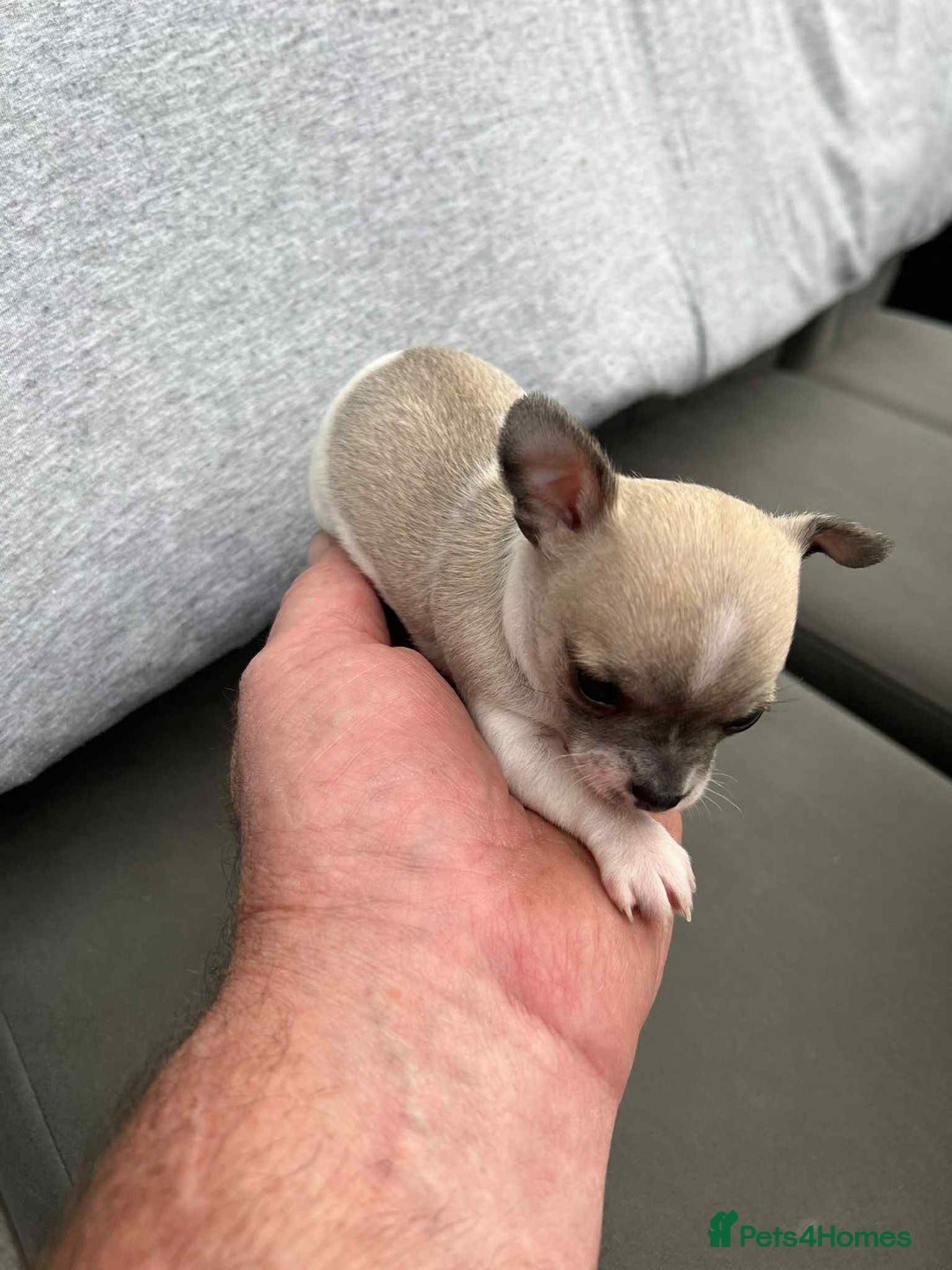 Chihuahua dogs for sale: Small adorable chihuahua puppies for sale  - Image 2