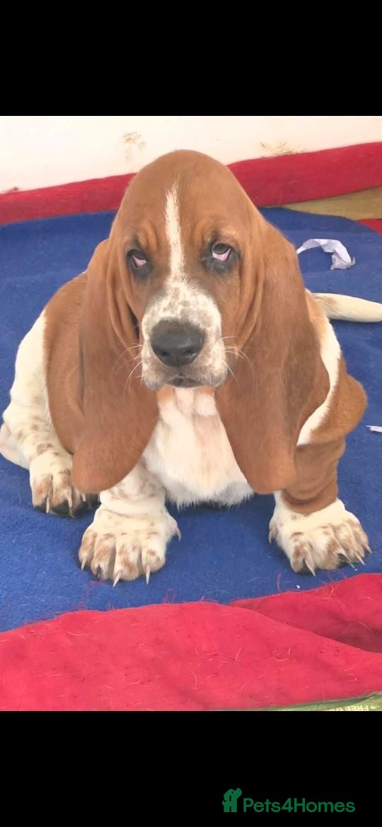 Basset Hound dogs Basset hound pups kc reg.European lines - Advert 2