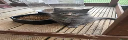 Maine Coon cats for sale: TICA Registered Maine Coon Kittens 🐾 - Advert 12