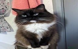 Ragdoll cats for sale: Surprisingly cute,smart Ragdoll. - Image 17