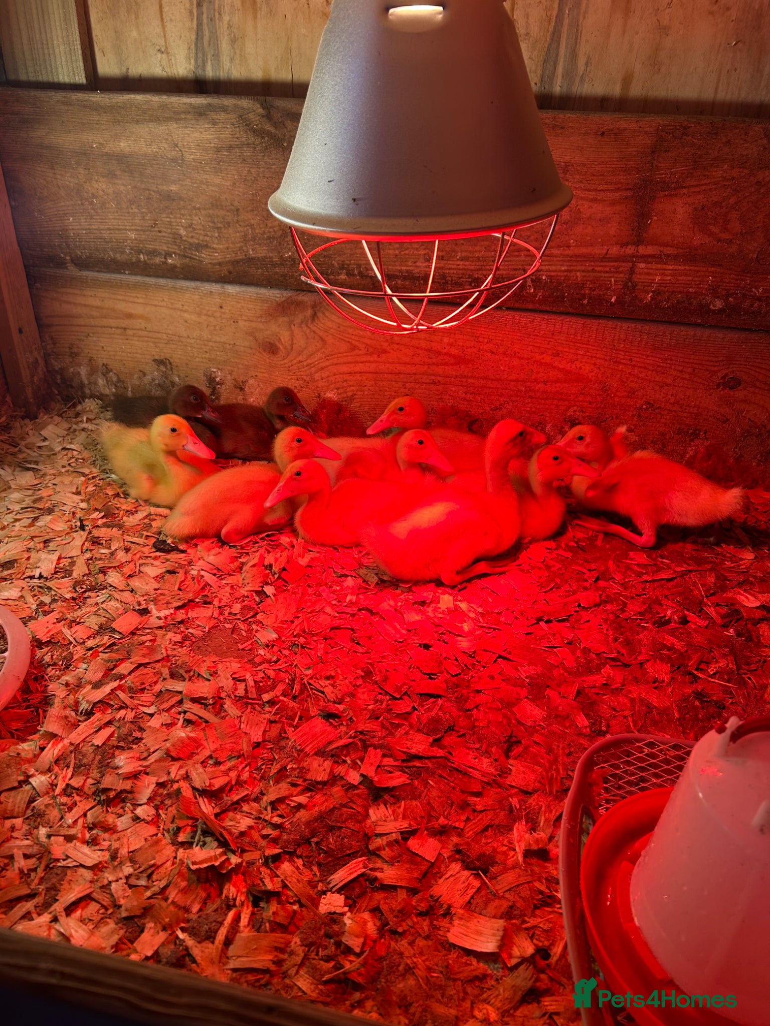 Ducks poultry White runners  week old strong ducklings  unsexed  - Advert 22