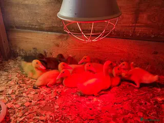 Ducks poultry White runners week old strong ducklings unsexed - Advert 22