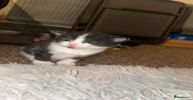 Mixed Breed cats Loveable Kittens - Advert 6