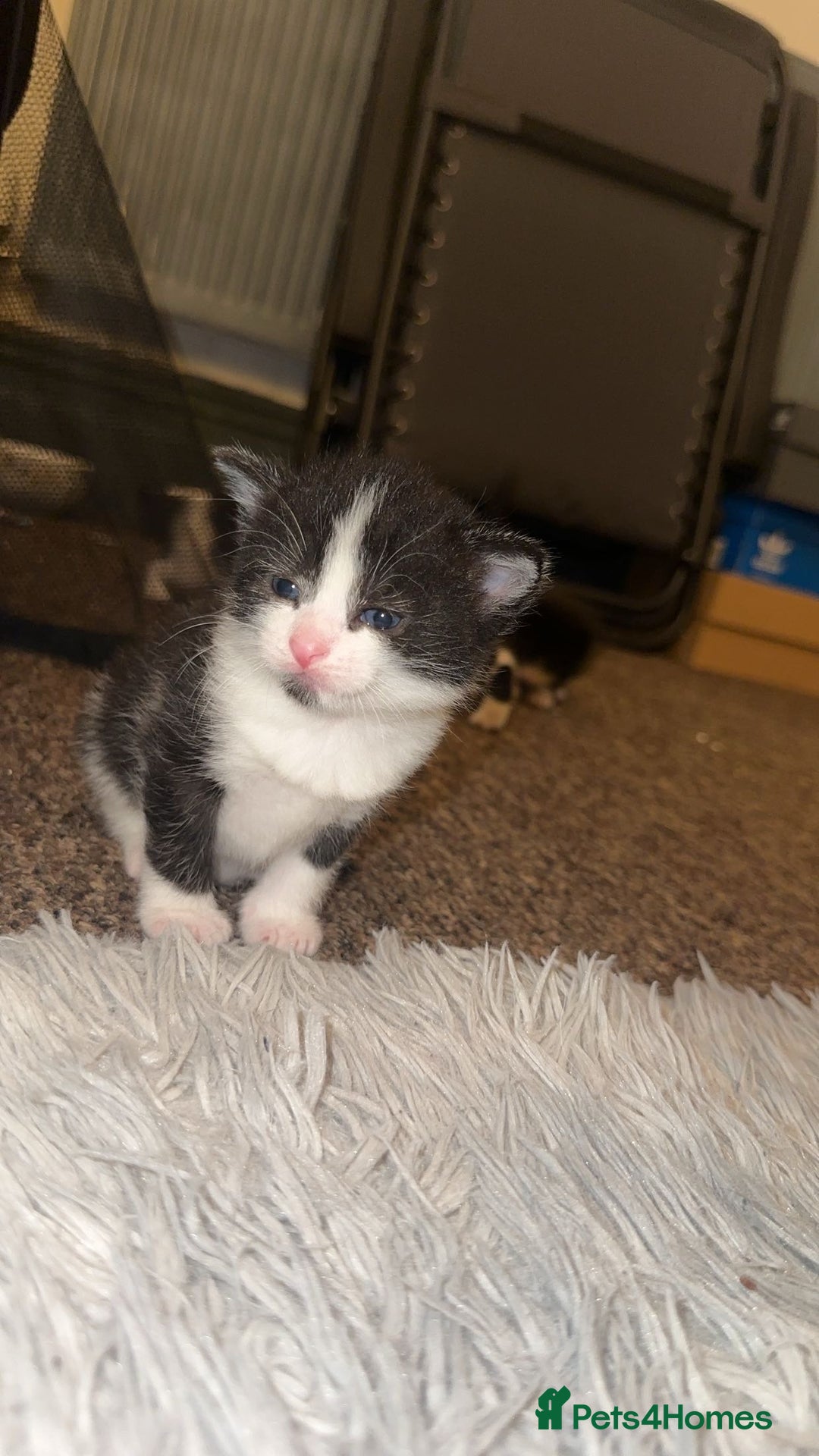 Mixed Breed cats for sale: Loveable Kittens - Advert 3