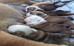 English Bulldog dogs for sale: Champion sired male puppy available  - Image 4