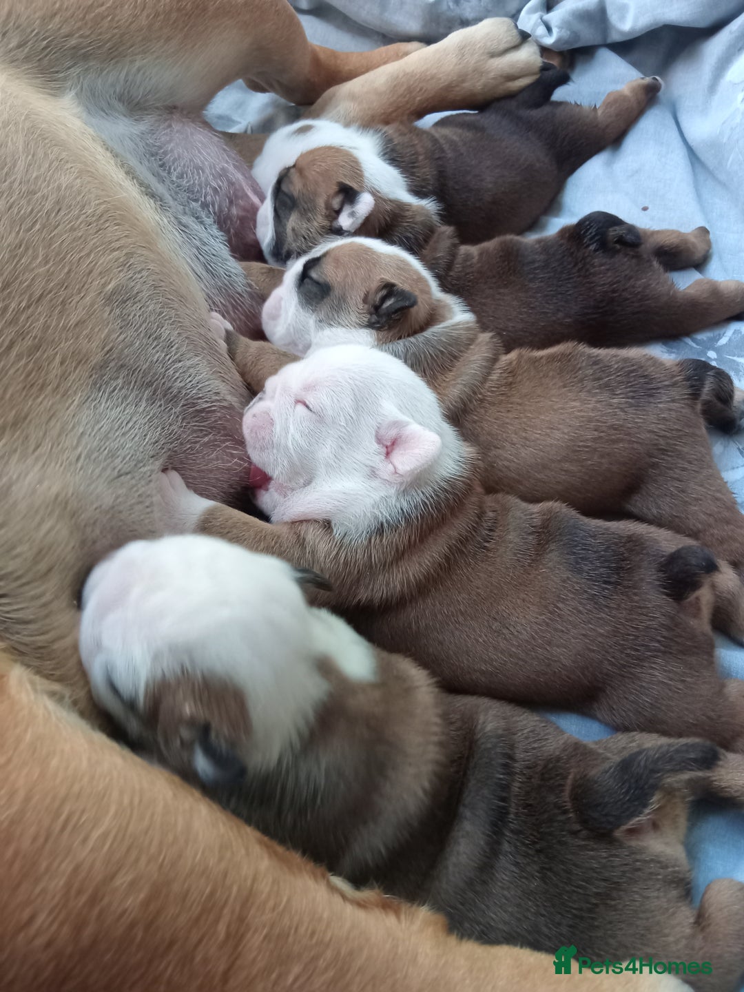 English Bulldog dogs for sale: Champion sired male puppy available  - Image 4