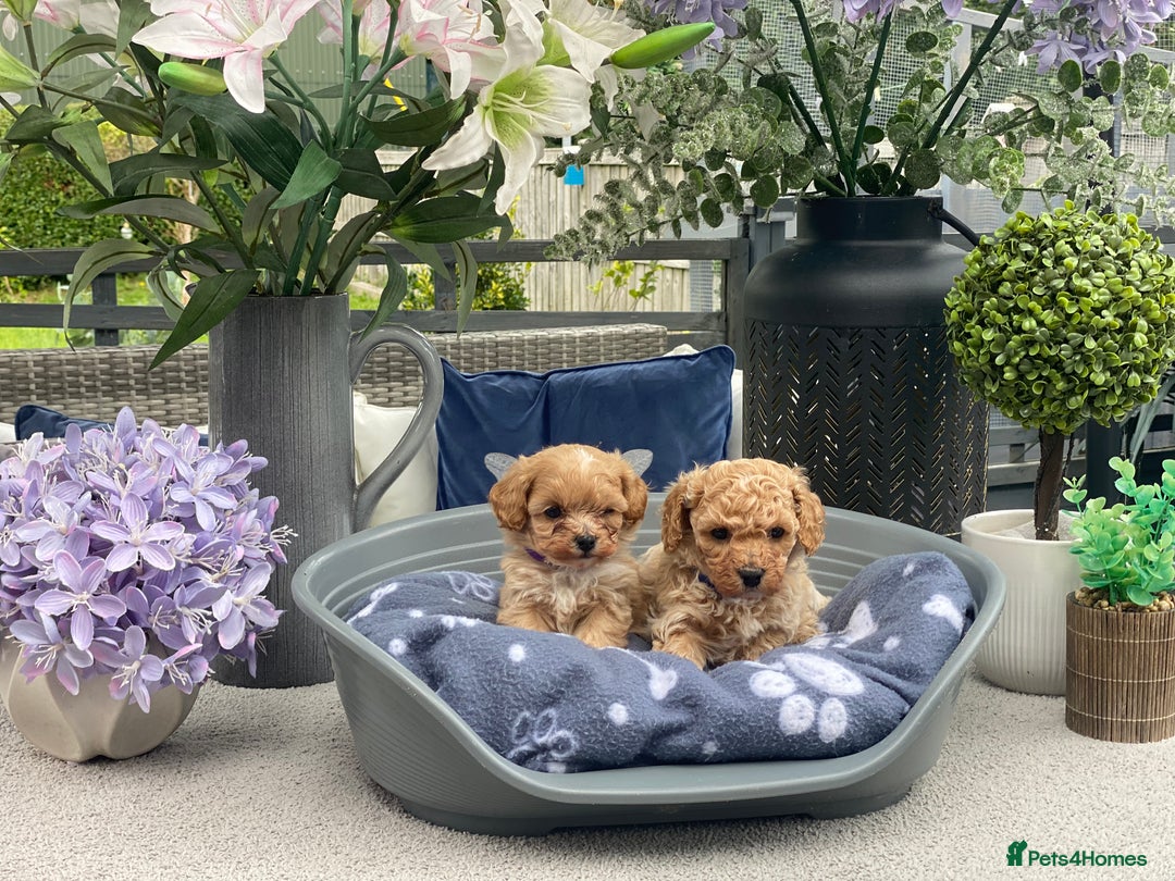 Cavachon dogs for sale: Cute Cavapoochons  - Image 5