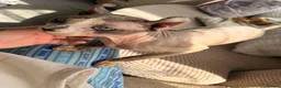 Sphynx cats for sale: Sphynx Cats for sale  - Advert 4