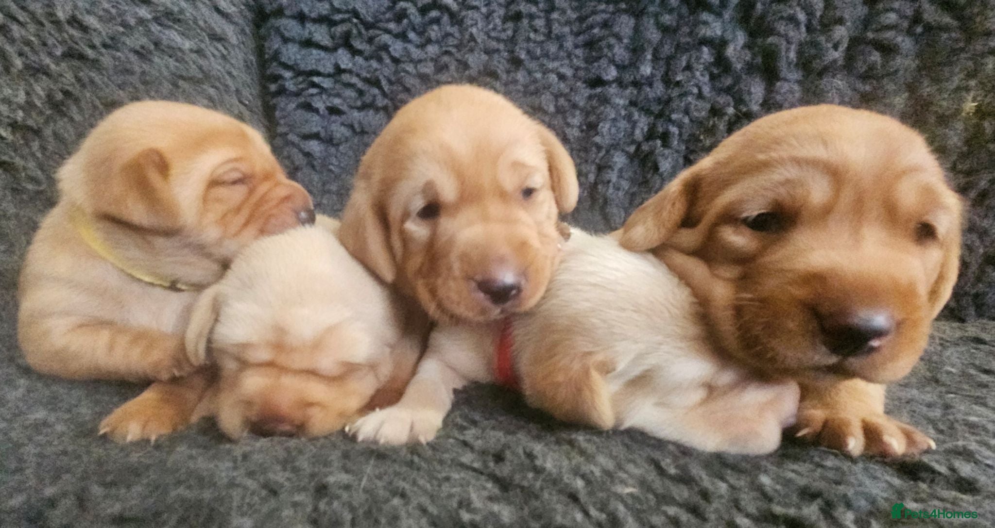 Labrador Retriever dogs Stunning Red/Golden Labs-KC Reg, Health Checked - Advert 5