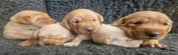 Labrador Retriever dogs for sale: Stunning Red/Golden Labs-KC Reg, Health Checked - Advert 1