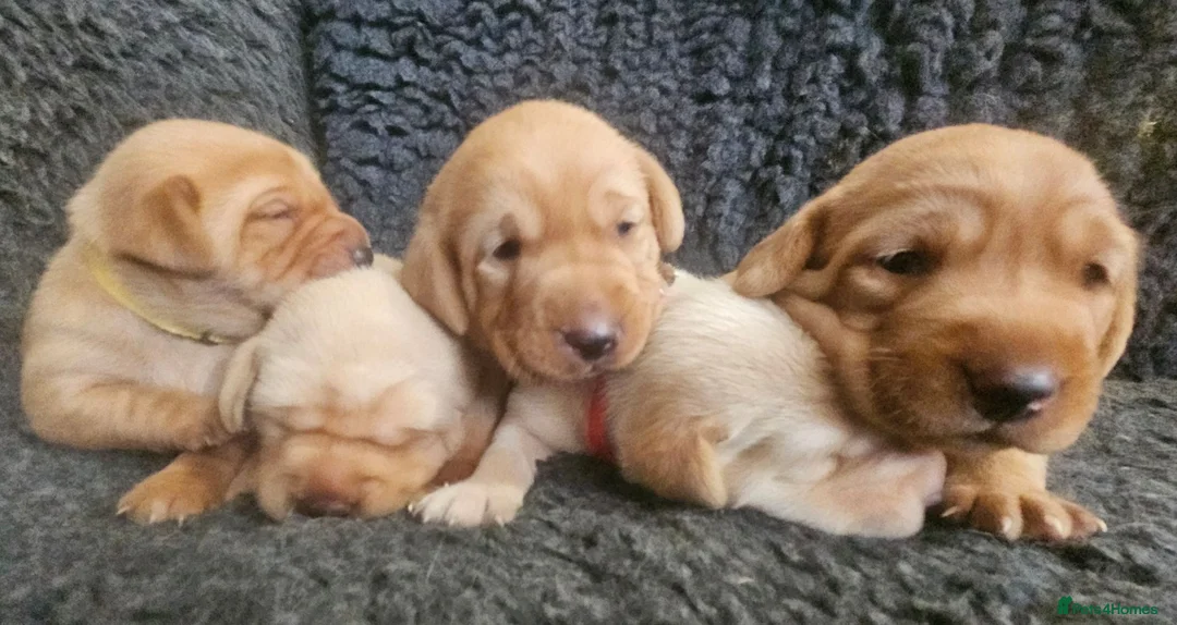 Labrador Retriever dogs for sale: Stunning Red/Golden Labs-KC Reg, Health Checked - Advert 1