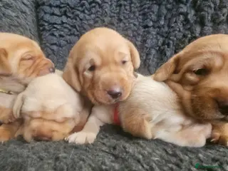 Labrador Retriever dogs Stunning Red/Golden Labs-KC Reg, Health Checked - Advert 2