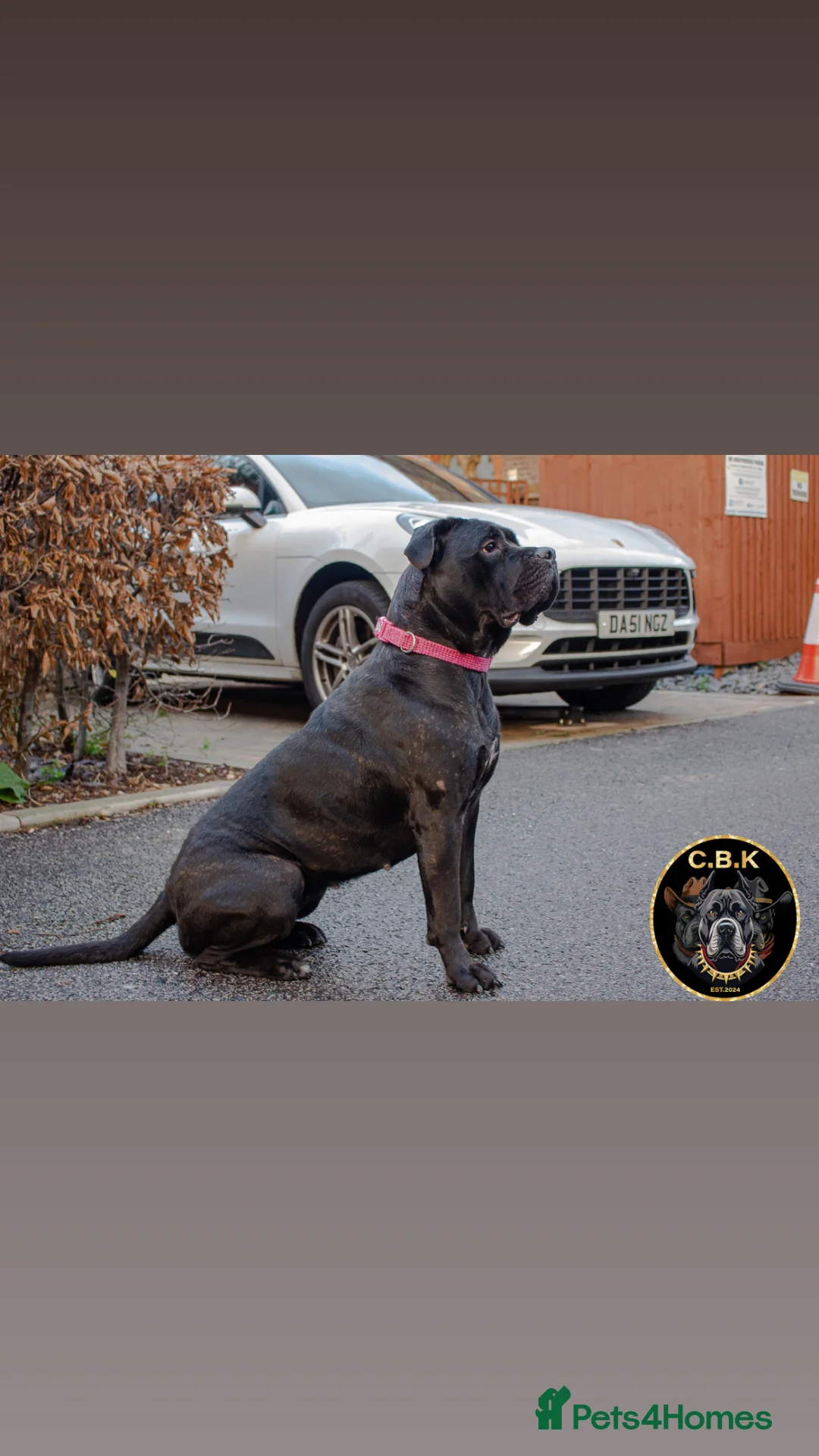 Cane Corso dogs for sale: Premium Cane Corso Puppies - Advert 2