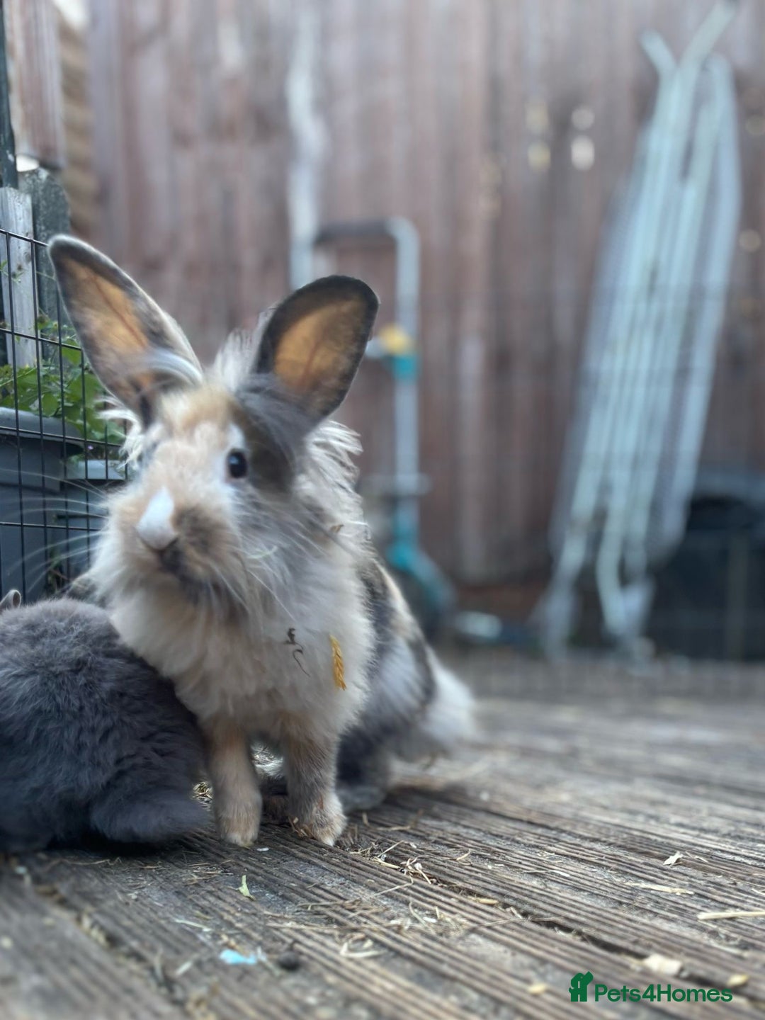 Lionhead rabbits for sale: Lion hair make rabbit for sale.  - Image 3