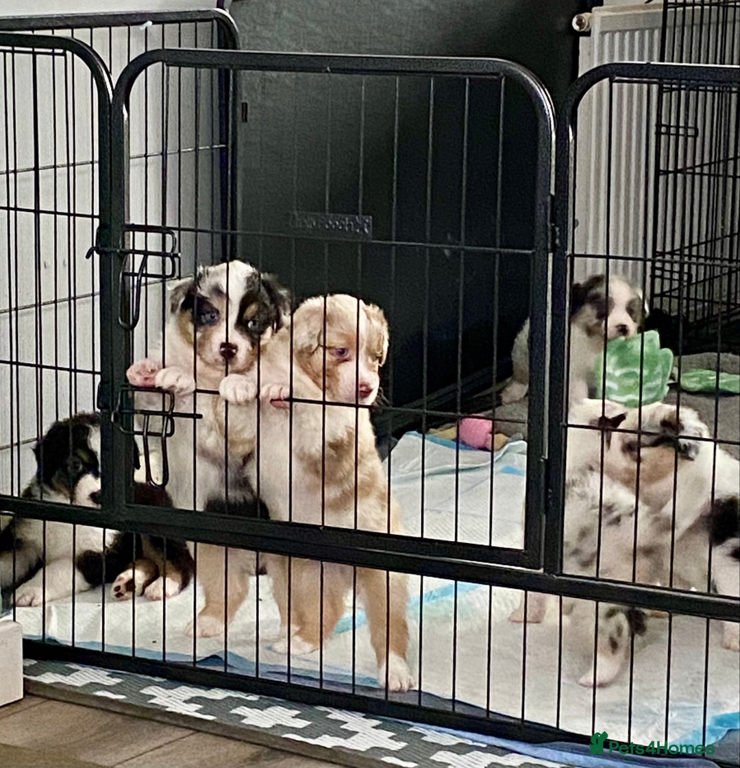 Australian Shepherd dogs for sale: Miss Julie Duckworth - Image 2