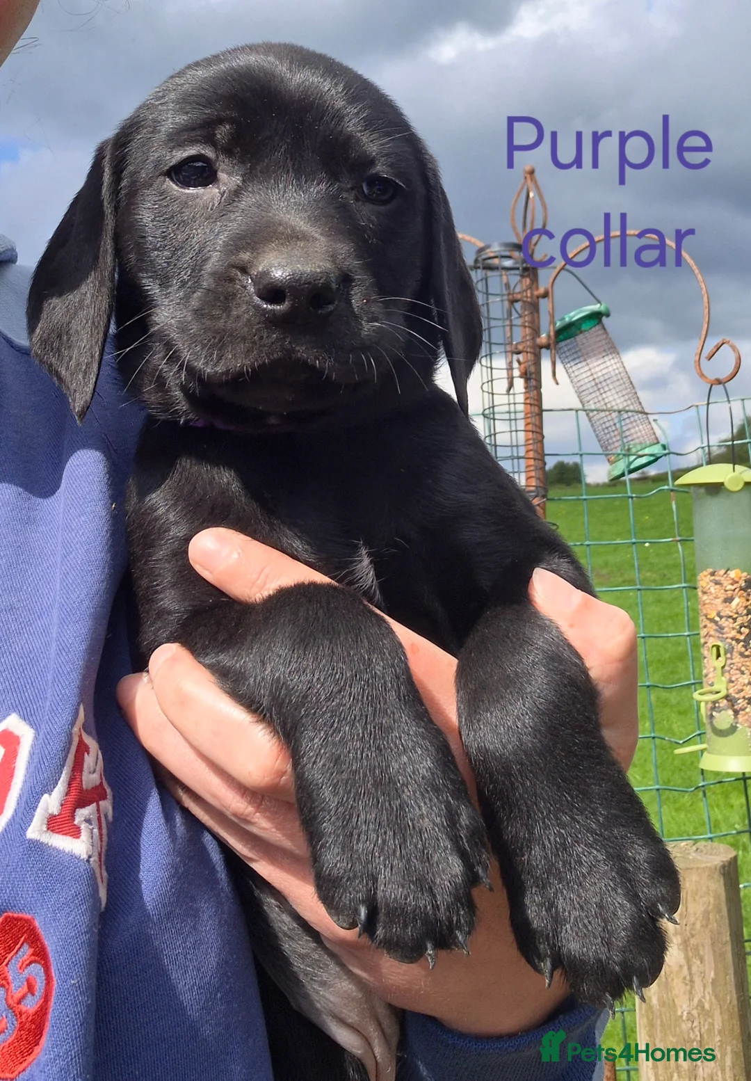 Mixed Breed dogs for sale: Pointador's (Lab x GSP) - Advert 2