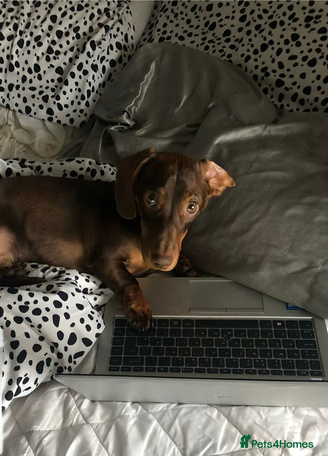 Dachshund dogs for sale: Rolo and Roxy are 3 years old and need a new home - Advert 2