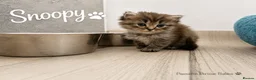 Persian cats for sale: Absolutely beautiful Persian/ragdoll Kittens - Advert 35