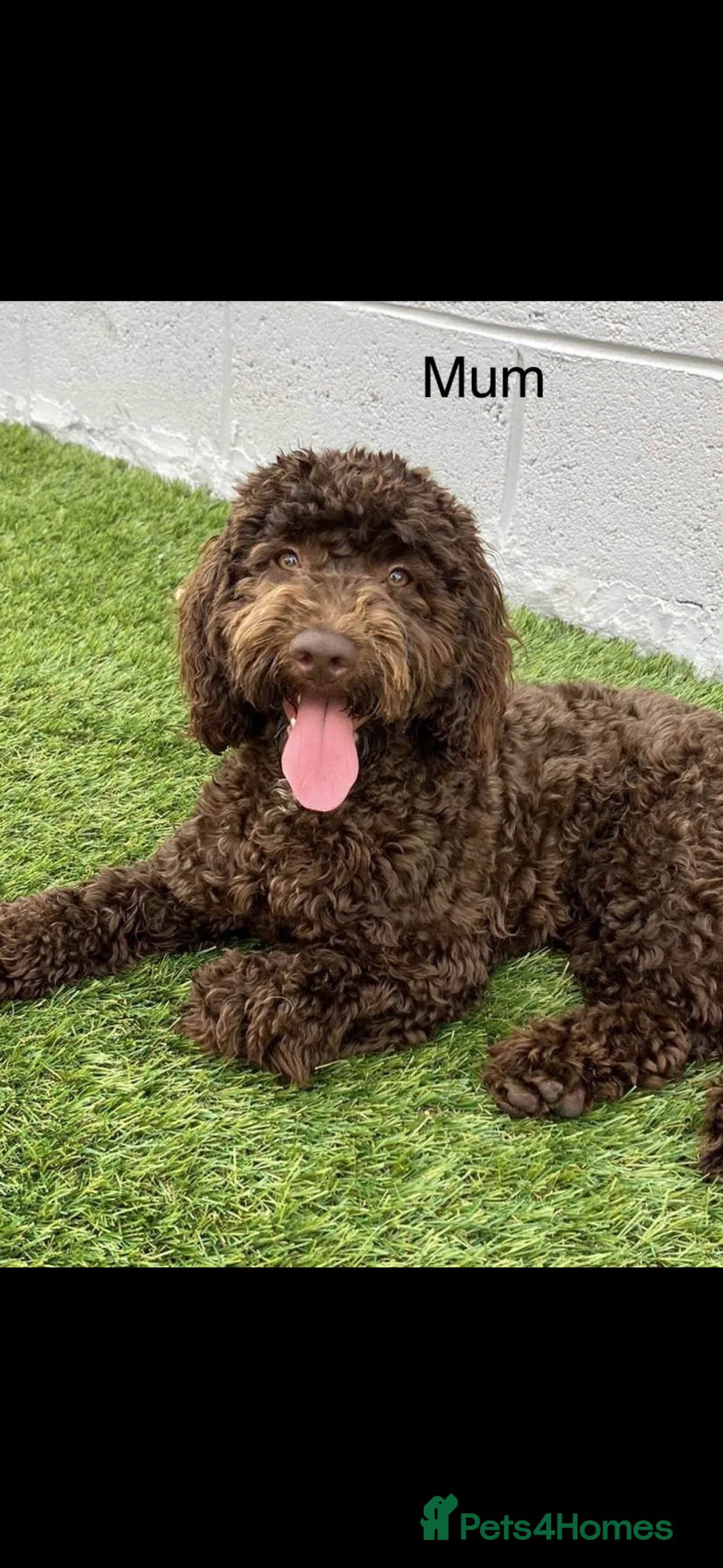 Cockapoo dogs for sale: Stunning F1bb toy cockerpoo puppies - Advert 16