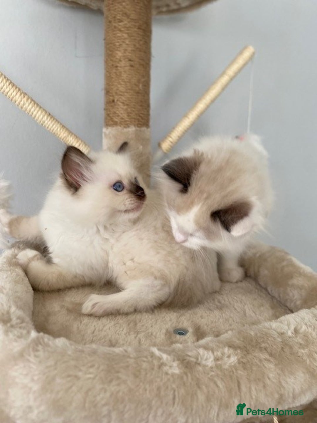 Ragdoll cats for sale: TICA REGISTERED PUREBRED RAGDOLL KITTENS AVAILABLE - Advert 6