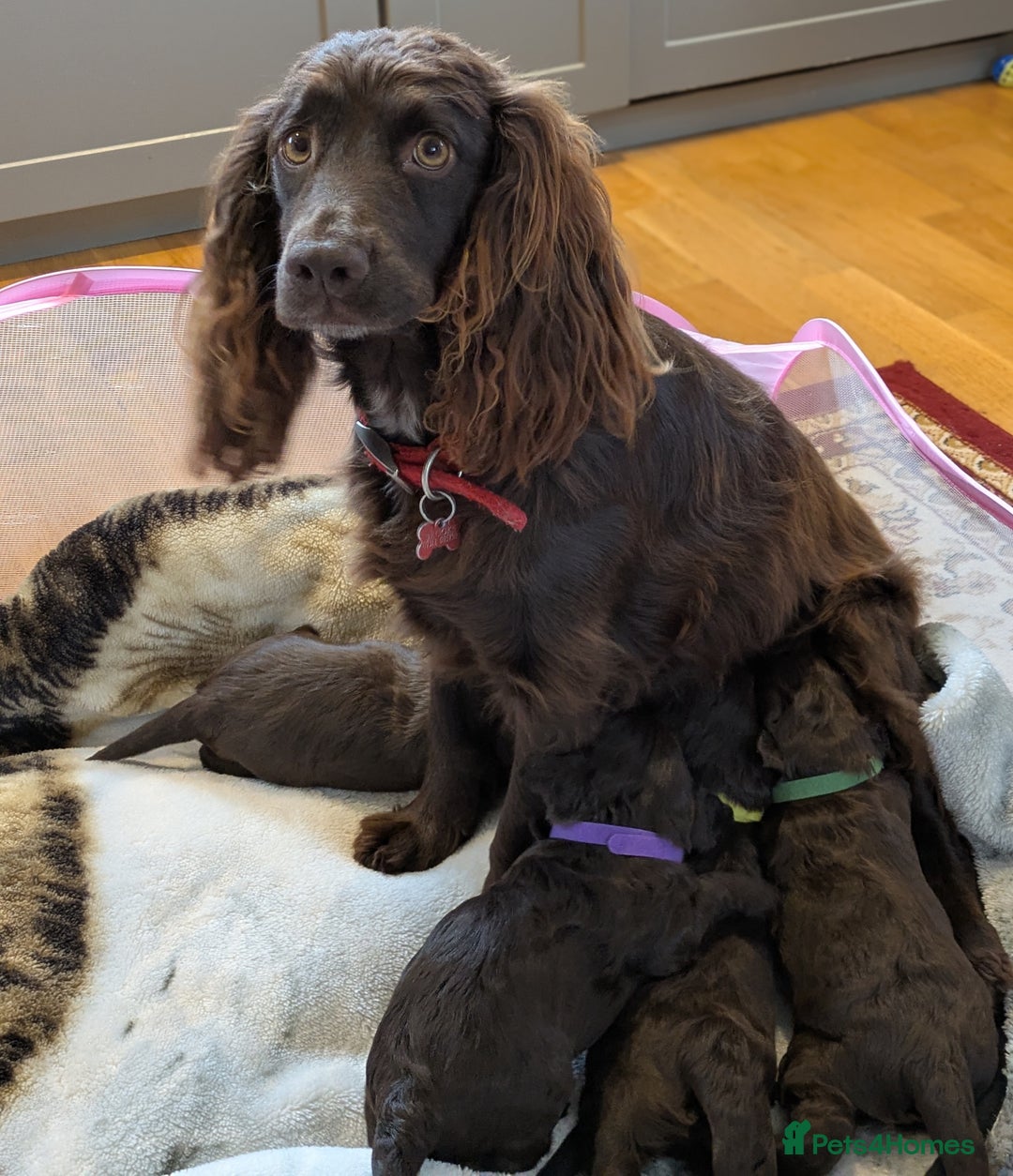 Cockapoo dogs for sale: F1 Cockapoo Chocolate Puppies - Image 2