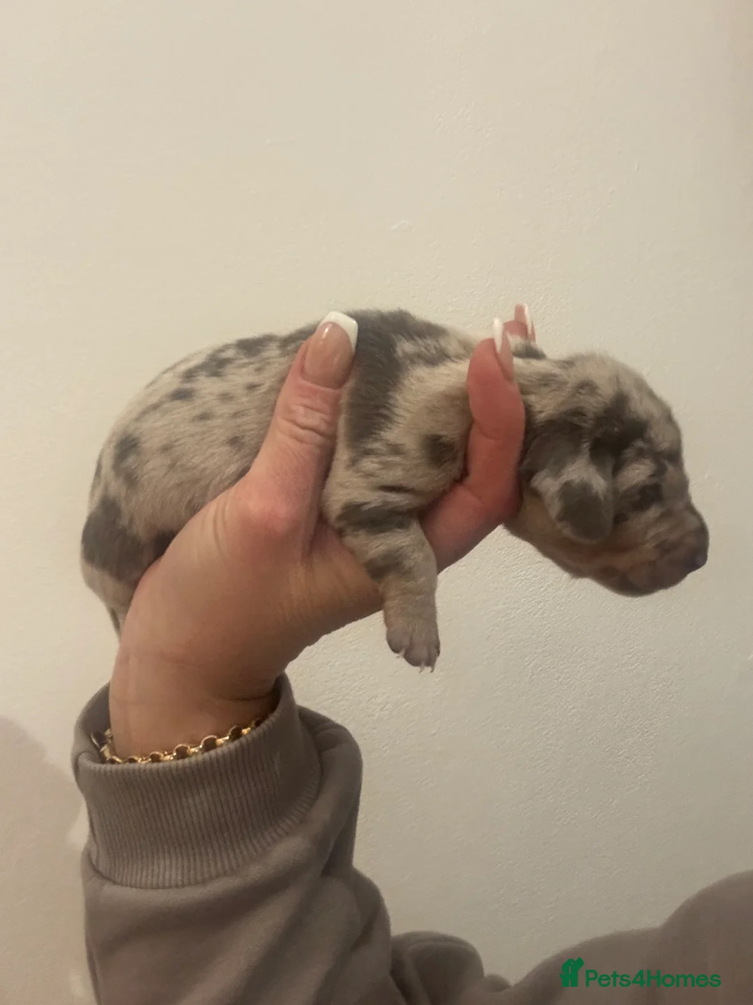 Dachshund dogs for sale: Miniature dashaund - Advert 19