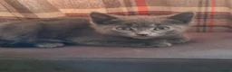 Mixed Breed cats for sale: Cute kittens for sale. - Advert 6