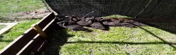 Ducks poultry for sale: Beautiful Cayuga ducklings for sale.  in Chepstow - Advert 1