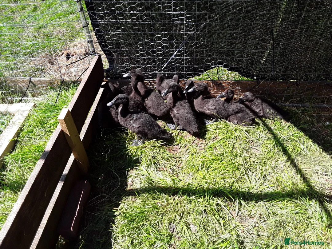 Ducks poultry for sale: Beautiful Cayuga ducklings for sale.  in Chepstow - Advert 1