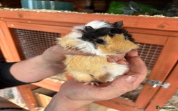 Guinea Pig rodents for sale: Male Guinea pigs for a good home  - Image 1