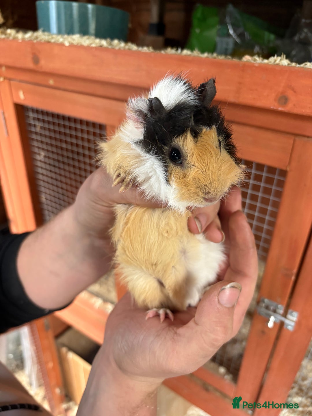 Guinea Pig rodents for sale: Male Guinea pigs for a good home  - Image 1