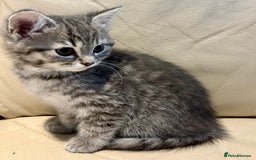 Mixed Breed cats for sale: Persian and British shorthair kittens for sale - Image 9