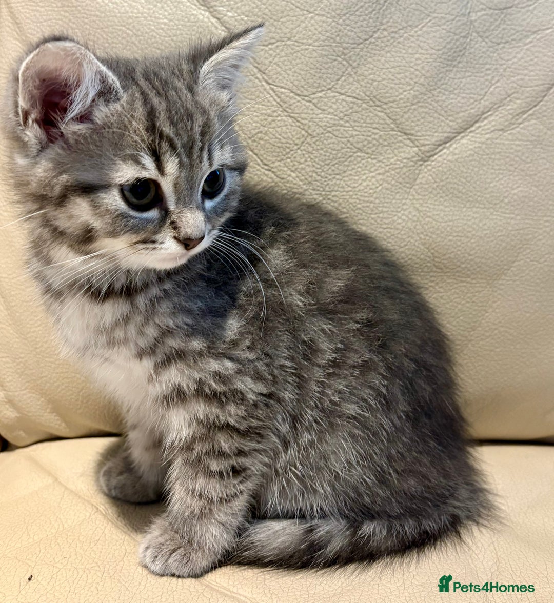 Mixed Breed cats for sale: Persian and British shorthair kittens for sale - Image 9