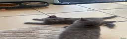 British Shorthair cats for sale: One beautiful girl available  - Advert 3