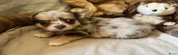 Chihuahua dogs for sale: Chihuahua puppies with blue and green eyes 2 m & 2 - Advert 7