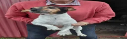 Jack Russell dogs for sale: Jackrussell  - Advert 7