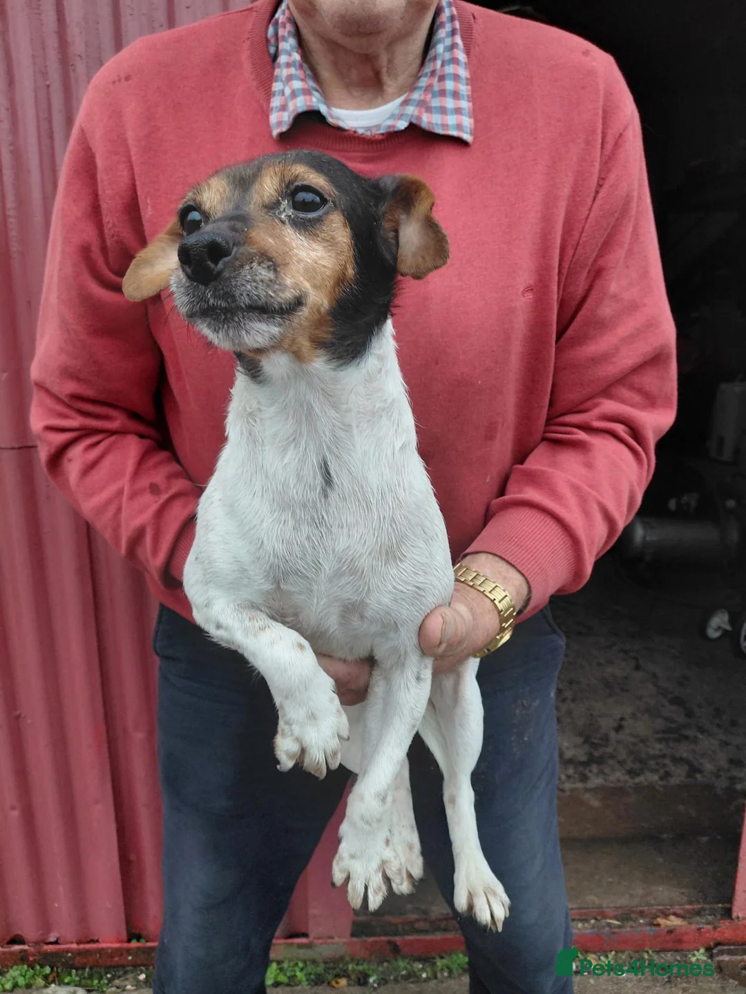 Jack Russell dogs for sale: Jackrussell  - Advert 7