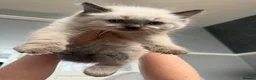 Ragdoll cats for sale: Beautiful pedigree ragdoll kittens  - Advert 13