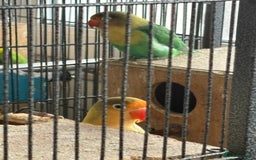 Lovebirds birds for sale: Beautiful and exotic Love bird for sale - Advert 2