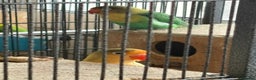 Lovebirds birds for sale: Beautiful and exotic Love bird for sale - Advert 2