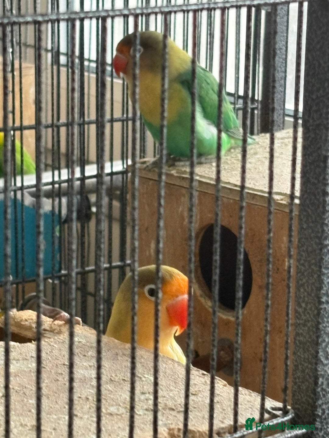 Lovebirds birds for sale: Beautiful and exotic Love bird for sale - Advert 2