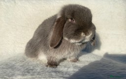 Mini Lop rabbits for sale: 3 pretty does needing new homes - Advert 9