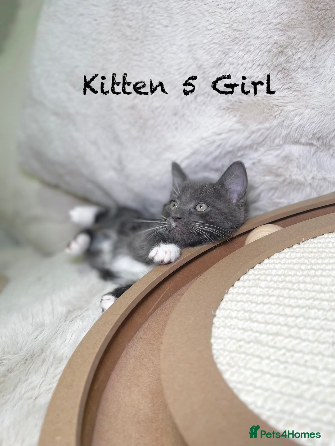 Mixed Breed cats for sale: Stunning kittens ready now  - Advert 16