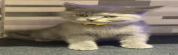 British Shorthair cats for sale: Lovely British Shorthair Kittens in High Wycombe - Advert 7