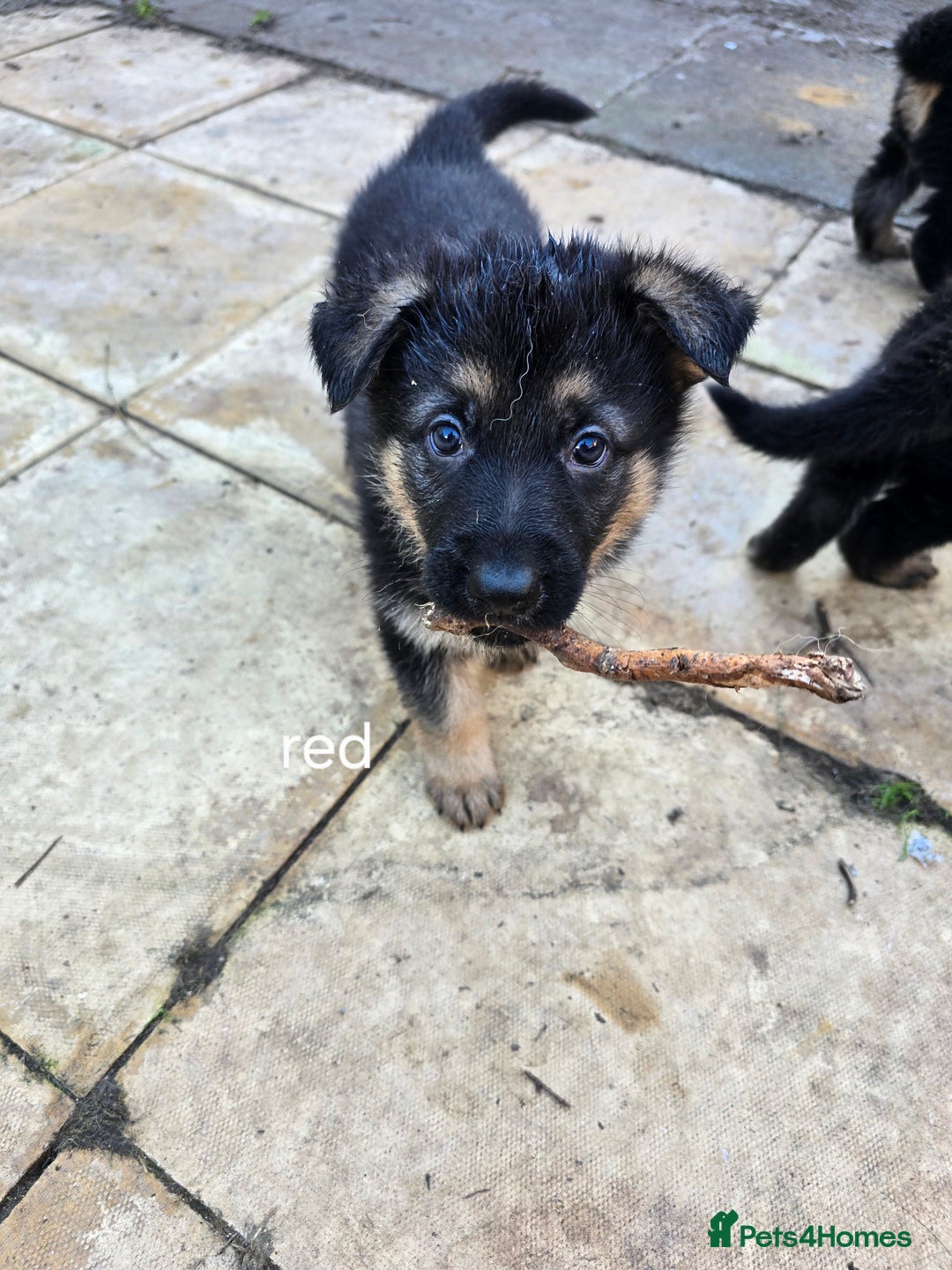German Shepherd dogs for sale: German shepard pups - Image 5