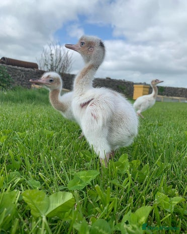 Mixed Breed livestock for sale - Advert 2