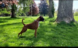 Boxer dogs for sale: Champion Sired KC Reg boxer puppies available - Image 19