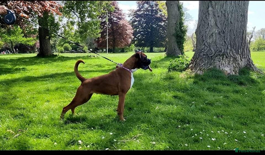 Boxer dogs for sale: Champion Sired KC Reg boxer puppies available - Image 19