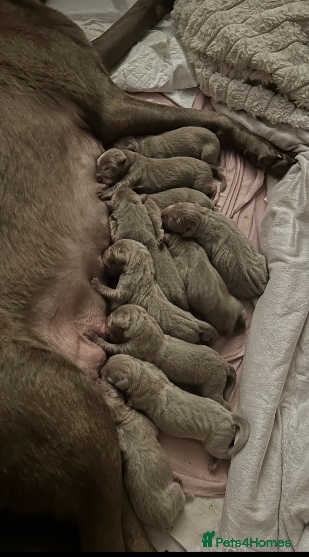 Labrador Retriever dogs for sale:  KC Silver Labrador Retriever  - Advert 1